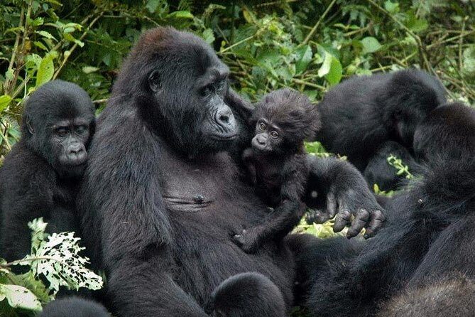 3 Days Gorilla trekking tour - Quick highlights for your 3-day gorilla plan