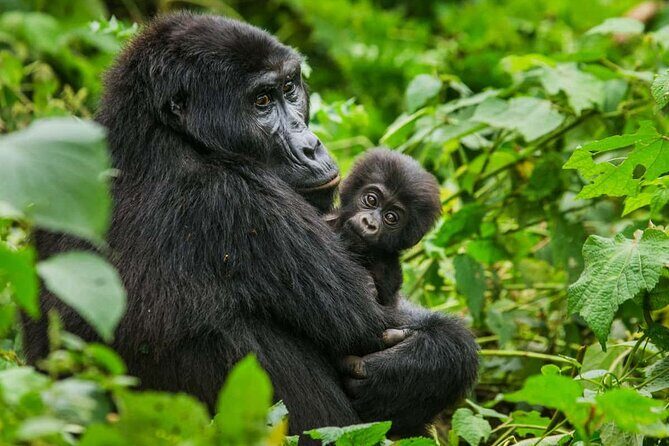 3 Days Gorilla trekking tour - Meals, comfort, and the small inclusions that reduce stress
