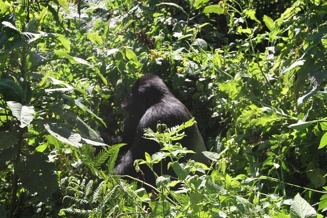 3 Days Gorilla trekking tour - Price and value: is $2,300 per person really covering the hard parts?