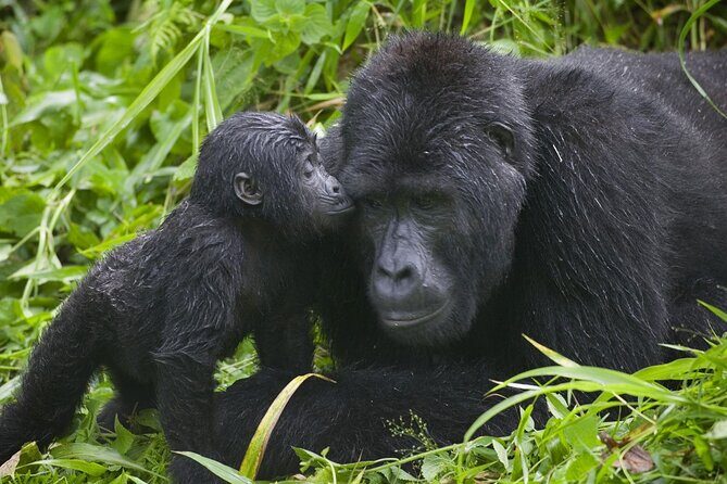 3 Days Gorilla trekking tour - What I’d verify before you pay fully (given mixed feedback)