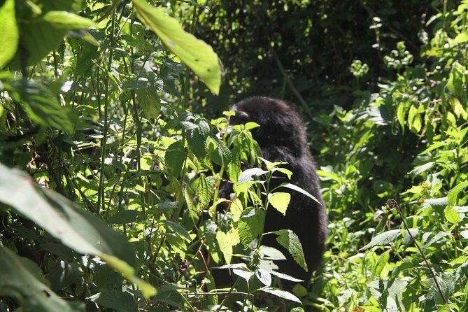 3 Days Gorilla trekking tour - Who this tour fits best