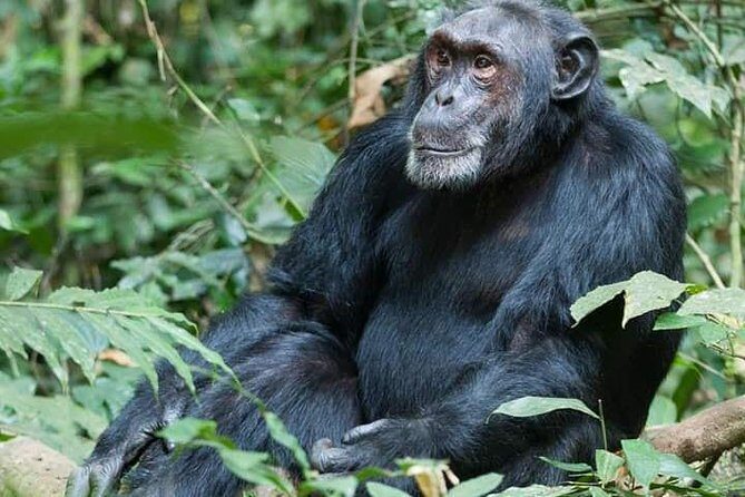 3 Days Lake Bunyonyi and Gorilla Trekking Tour in Uganda - The small details that shape your enjoyment