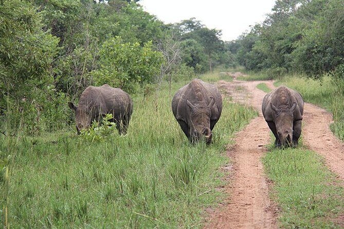 3 days Murchison Falls, Boat cruise and wildlife game viewing - Victoria Nile boat cruise to the base: up close at water level