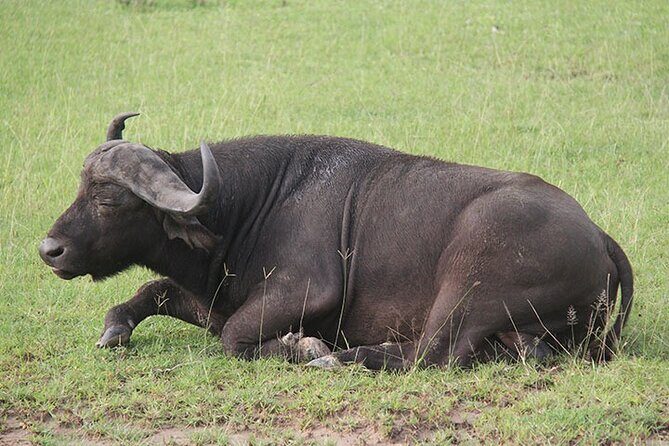 3 days Murchison Falls, Boat cruise and wildlife game viewing - Wildlife odds: lions, hippos, and how the schedule supports sightings