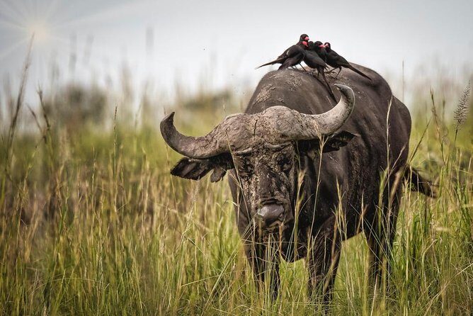3 Days Murchison Falls Holiday Safari - Morning game drive: the savannah you actually want to see