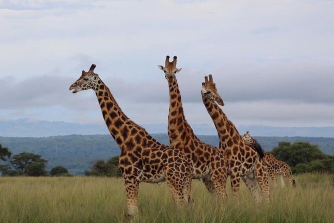 3 Days Murchison Falls Holiday Safari - Ziwa Rhino Sanctuary trek: conservation in real time