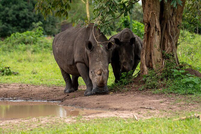 3 Days Murchison Falls National Park Safari & Rhino tracking - Nile Launch Cruise to the Falls: Where the Animals Concentrate
