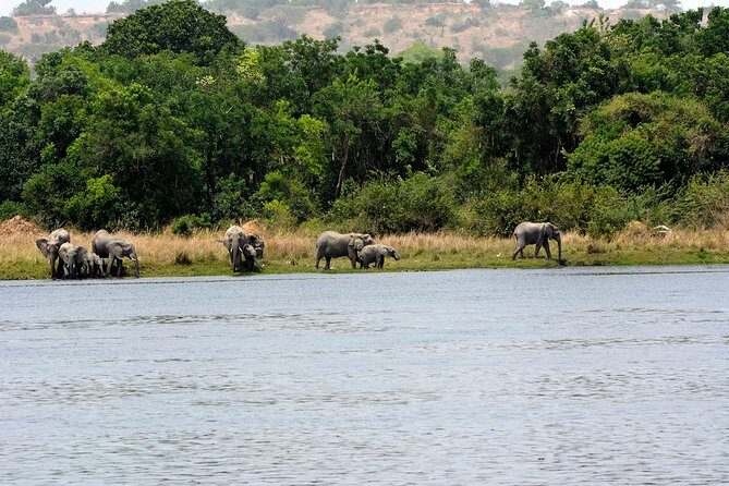 3 Days Murchison Falls Wildlife Safari - Entering Ziwa Rhino Sanctuary: meeting Uganda’s endangered white rhinos