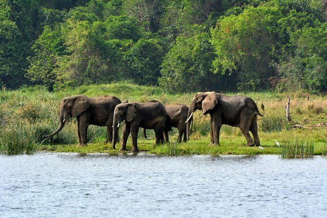 3 Days Murchison Falls Wildlife Safari - Day One Wildlife Flow: from rhinos to park drives and falls views