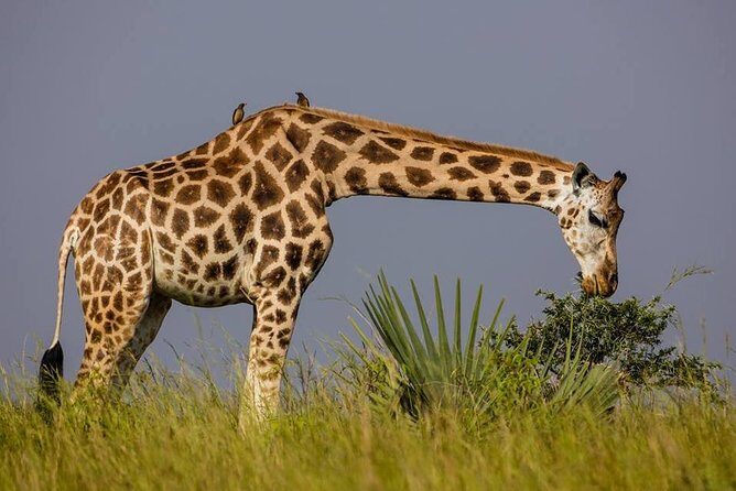 3-Days Safari to Murchison Falls National Park with Rhino Sanctuary hike - Murchison Falls from the top: a 7-meter squeeze and a 43-meter drop