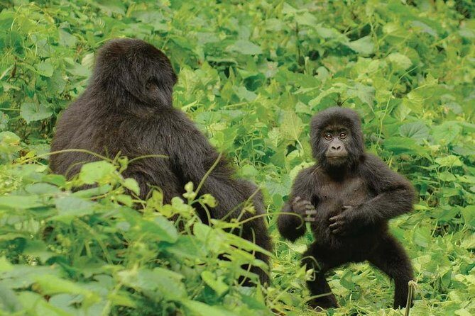 3 days Uganda Gorilla safari tour with relaxation on Lake Bunyonyi - What the package includes (and what that means for value)
