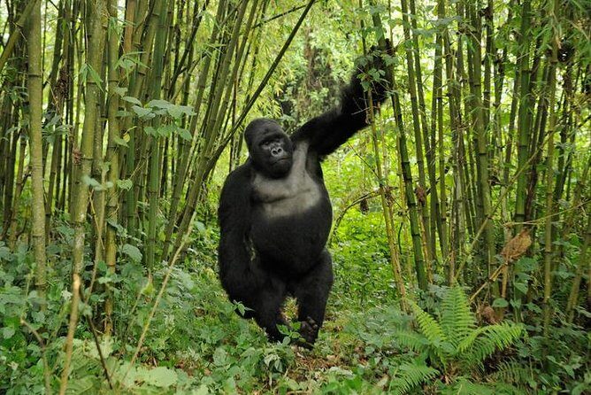 3 days Uganda Gorilla safari tour with relaxation on Lake Bunyonyi - Price and logistics: how to plan your expectations