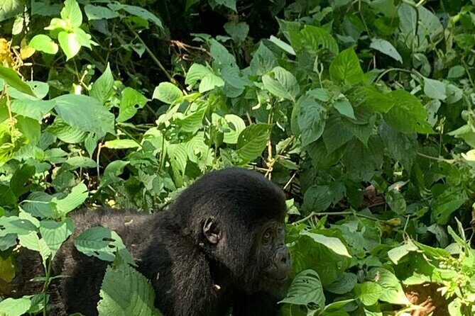 3 Days Uganda Gorilla trek Safari Tour - Green Equator Stop: Photos, Two Hemispheres, and the Water Test