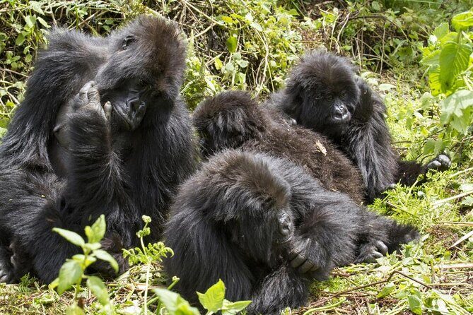 4-Day Gorillas, Wildlife and Chimpanzee Trek at Kalinzu Forest - Entering Bwindi for gorillas: what the trek really depends on