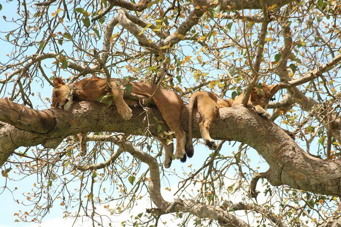 4 Day Gorillas, Wildlife and Chimpanzee Trek at Kibale - Route and logistics: starting in Uganda, finishing in Kigali