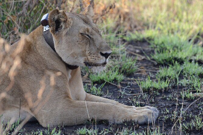 4-Day QENP, Gorillas in Bwindi and Lake Bunyonyi relaxation - Queen Elizabeth game drives: the park’s animal targets and what to watch for