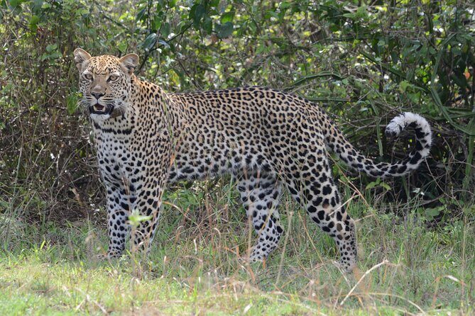 4-Day QENP, Gorillas in Bwindi and Lake Bunyonyi relaxation - Lake Mburo: swapping savanna giants for close-to-water watching