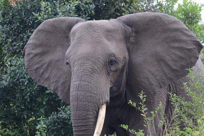 4-Day QENP, Gorillas in Bwindi and Lake Bunyonyi relaxation - Eagles’ Nest Tented Camp: why the third day’s change of pace is worth it