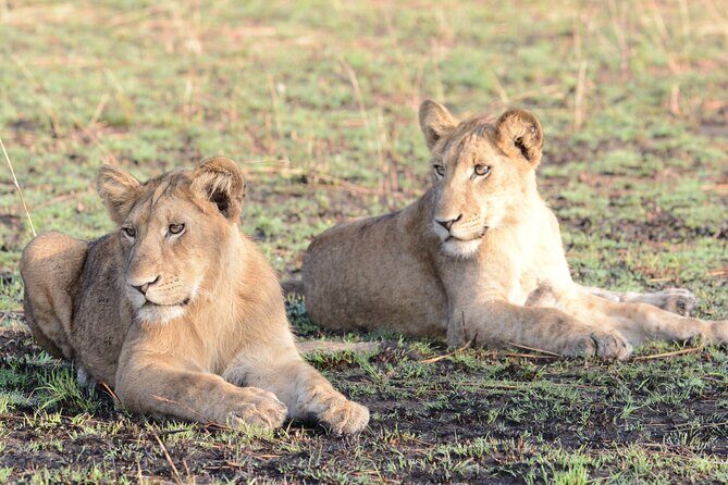 4-Day QENP, Gorillas in Bwindi and Lake Bunyonyi relaxation - Day 4 return: an early drive, then back to Kampala