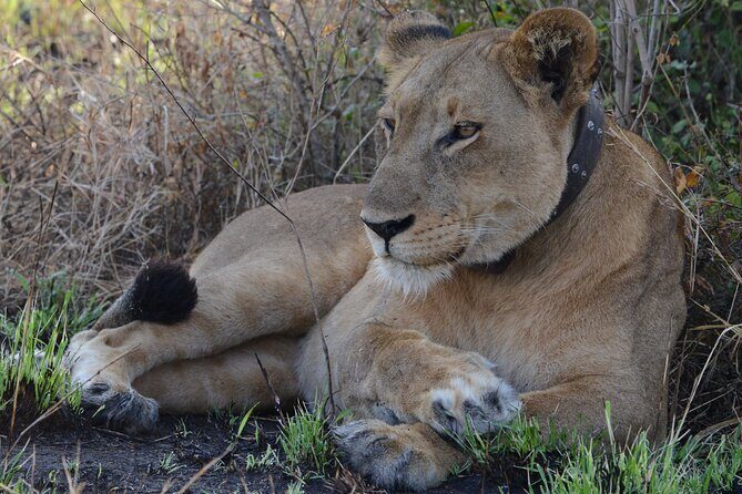 4-Day QENP, Gorillas in Bwindi and Lake Bunyonyi relaxation - Kazinga Channel cruise: where hippos and crocs do the staring back