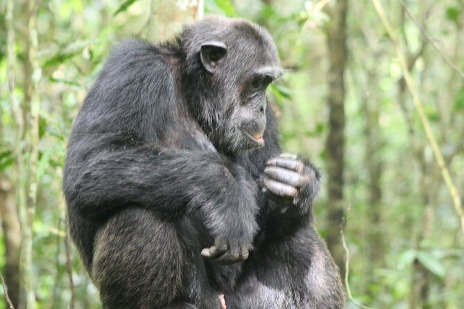 4-Day Uganda Gorilla Trekking and Wildlife Safari - FAQ