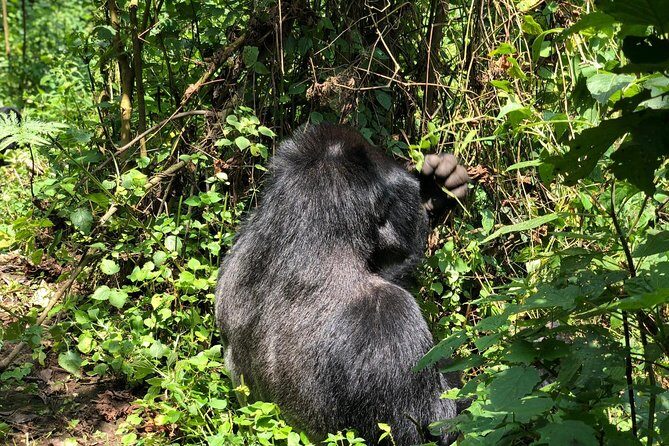 4 Day Uganda Gorilla Trekking Safari with Lake Bunyonyi - Key highlights worth your attention