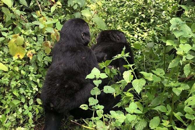 4 Day Uganda Gorilla Trekking Safari with Lake Bunyonyi - Day 4: morning departures toward Kigali, then Entebbe or Kampala