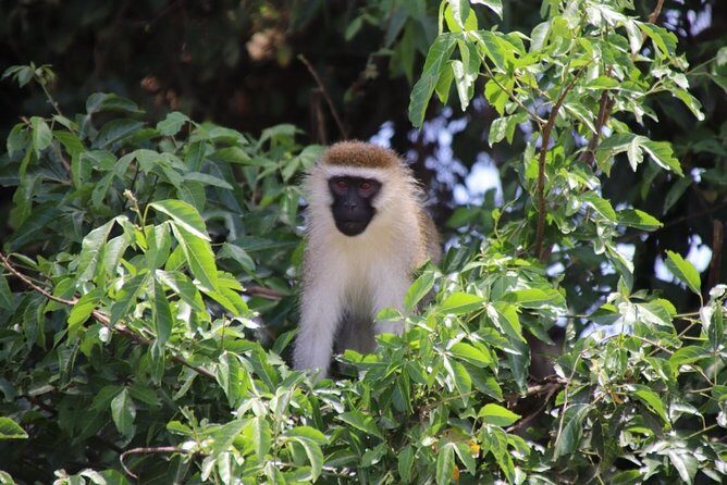 4 Day Uganda Gorilla Trekking Safari with Lake Bunyonyi - Food, timing, and how the meal plan helps your energy