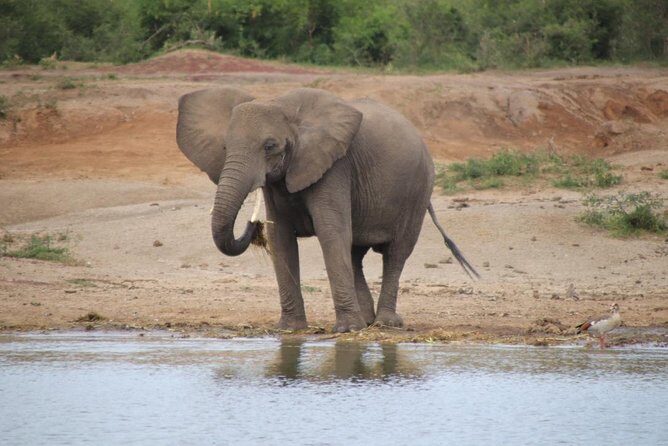 4 Day Uganda Gorilla Trekking Safari with Lake Bunyonyi - Price and logistics: is $2,089.24 per person good value?