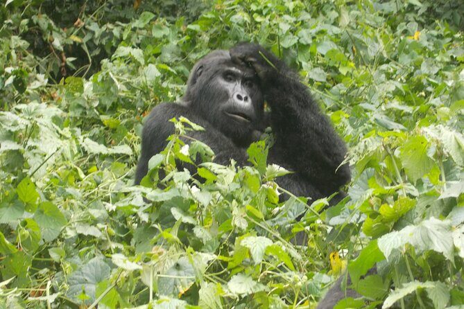 4 Days Gorilla and Chimps trek safari - Day 3: Lake Bunyonyi transfer, Kibale arrival, and Bigodi’s primate-and-bird walk