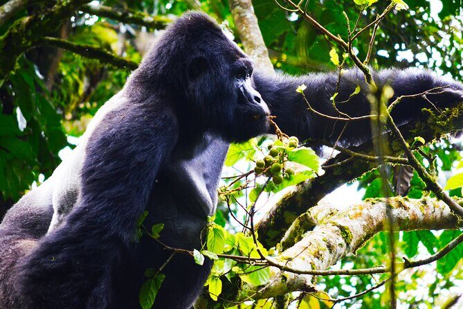 4 Days Gorilla tracking Tour in Uganda - From Kigali to Bwindi: a first day with meaning and momentum