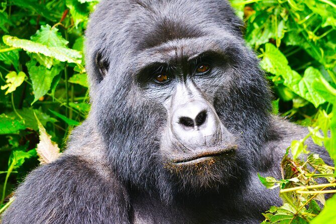 4 Days Gorilla tracking Tour in Uganda - The one-hour gorilla encounter: photography, rules, and real emotions