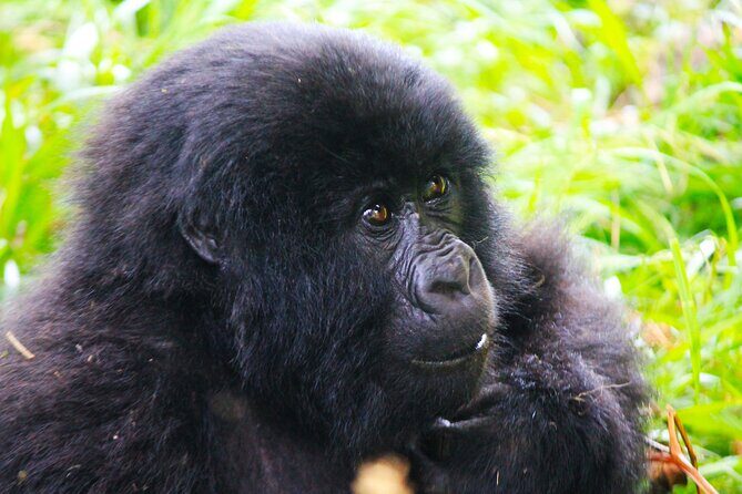 4 Days Gorilla tracking Tour in Uganda - Lodges, comfort, and how the day-to-day feels in practice