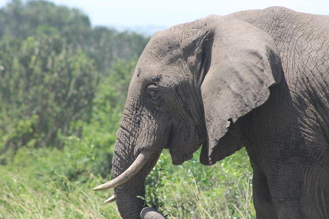 5-Day Big 5 Kidepo valley National Park Safari - Kidepo Valley: The Big Five Pitch That’s Actually Grounded in the Terrain