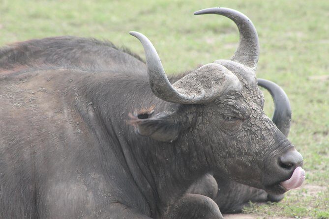 5-Day Big 5 Kidepo valley National Park Safari - Day 1: Rhino Fund Uganda at Ziwa and the Nile Road to Gulu