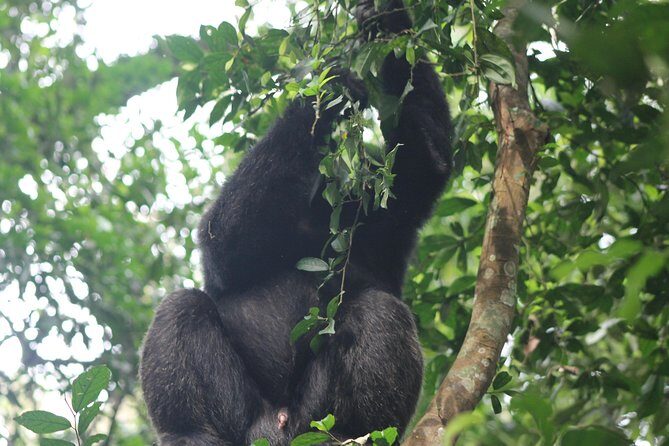5-Day Big 5 Kidepo valley National Park Safari - Days 3: Two Game-Drive Blocks Plus Hot Springs Walk