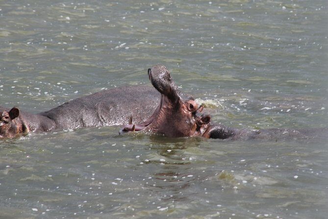 5-Day Big 5 Kidepo valley National Park Safari - Should You Book This 5-Day Big Five Kidepo Safari with Ngoni Safaris Uganda?