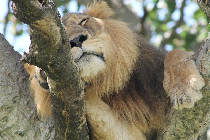5-Day Big 5 Kidepo valley National Park Safari - Day 2: First Kidepo Game Drive, Lunch, Then the Wildlife Starts Moving