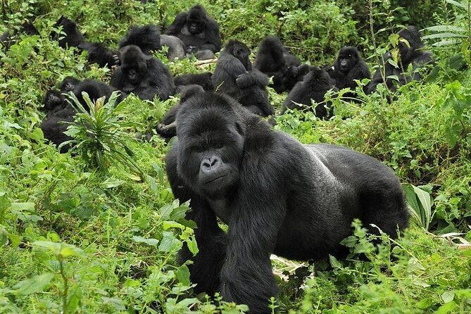 5 Days Gorilla and Chimpanzee Trekking in Uganda - Kibale to Bwindi: Why This 5-Day Route Works