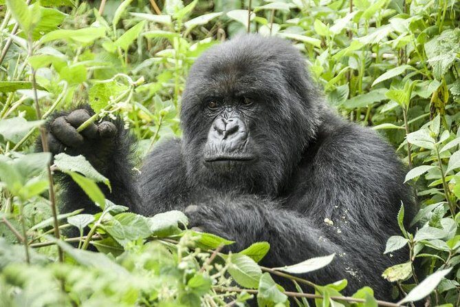 5 days gorillas and chimpanzee tracking - Queen Elizabeth transfer day: Kazinga Channel and the road to Kisoro