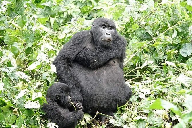 5 days gorillas and chimpanzee tracking - Your guide and the small details that keep things smooth