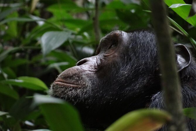 5 days gorillas and chimpanzee tracking - Who this Uganda gorilla and chimp safari fits best