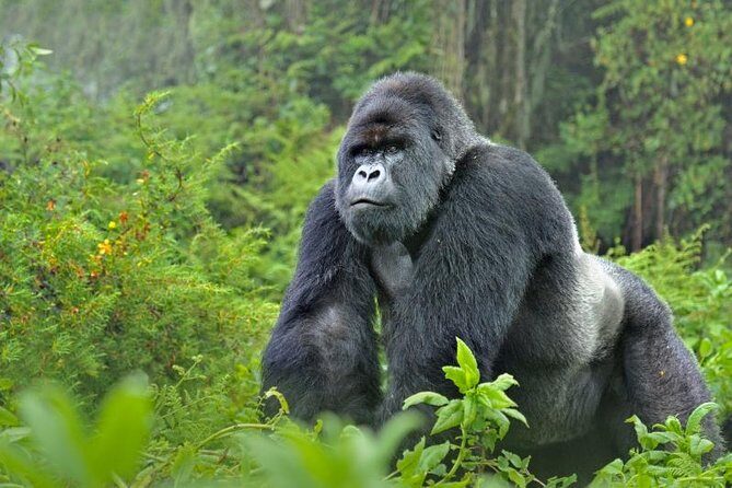 5 days gorillas and chimpanzee tracking - Bwindi gorilla trekking at Nkuringo: briefing, start time, and your one-hour moment