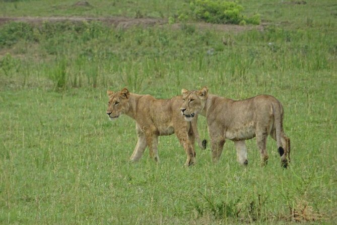 5 Days gorillas and Lion Tour in Uganda - Queen Elizabeth National Park: the Rift Valley safari warm-up