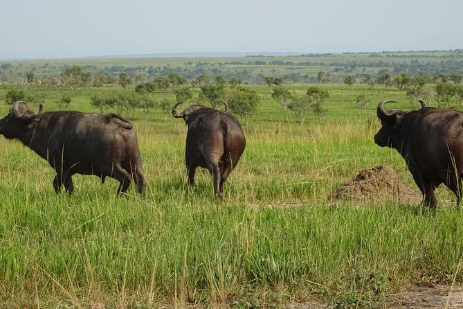 5 Days gorillas and Lion Tour in Uganda - Morning game drive: your best odds for lions and the rest of the cast