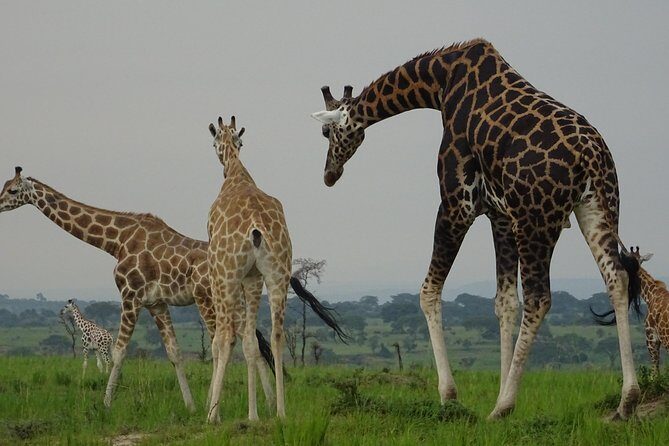 5 Days gorillas and Lion Tour in Uganda - Return to Kampala and the equator water experiment option
