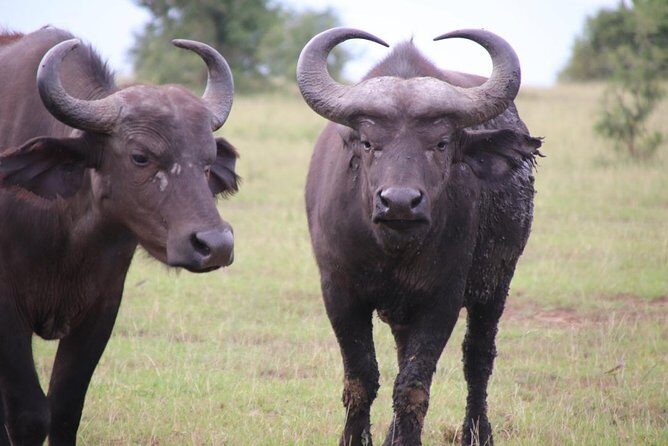 6 Day Gorillas, Golden Monkeys and Chimp Trek at Kibale - Mgahinga for Golden Monkeys: A Trek With Its Own Pace