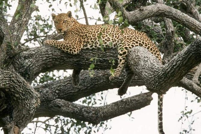 6-Day Murchison Falls, Chimp Trekking and Big Game Combo - Key Highlights Worth Planning For