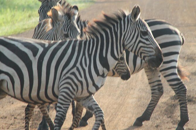 6-Day Queen Elizabeth and Mburo Luxury Safari - Kazinga Channel Boat Safari: Where Hippos and Birds Steal the Show