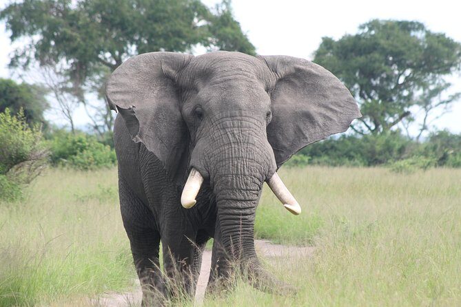 6-Day Queen Elizabeth and Mburo Luxury Safari - Mburo Safari Walk and the Hyena Den Morning